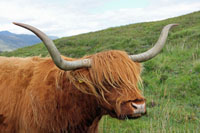 vache cossaise.jpg
